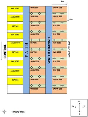 Evaluation of growth, yield attributes, and yield of wheat varieties under Terminalia chebula trees